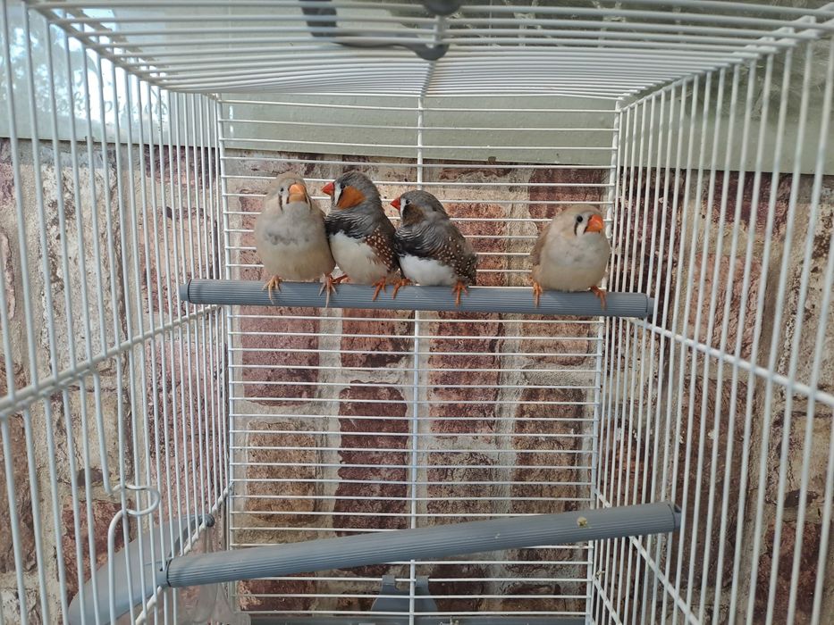 zeberki zeberka papużki