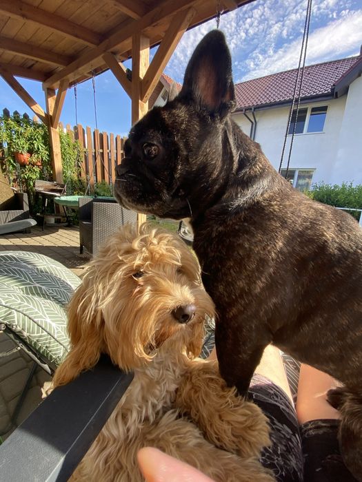 Opieka nad psem, wyprowadzanie, spacery, szkolenie