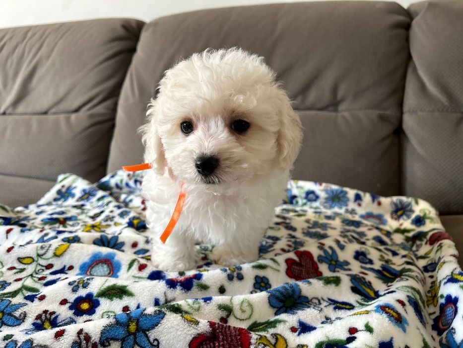 Bolończyk ZKwP (FCI)