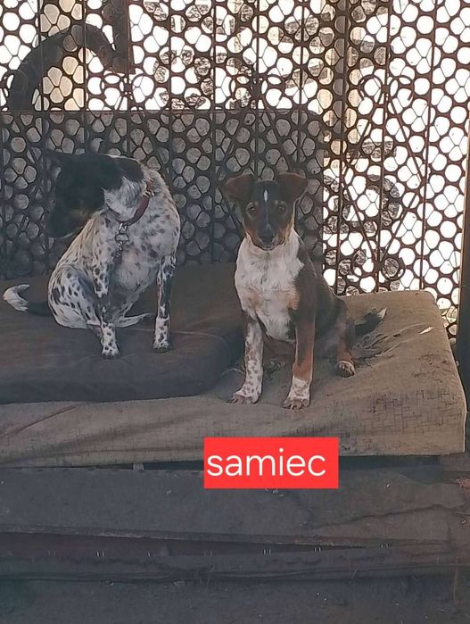 Szczeniaki do adopcji