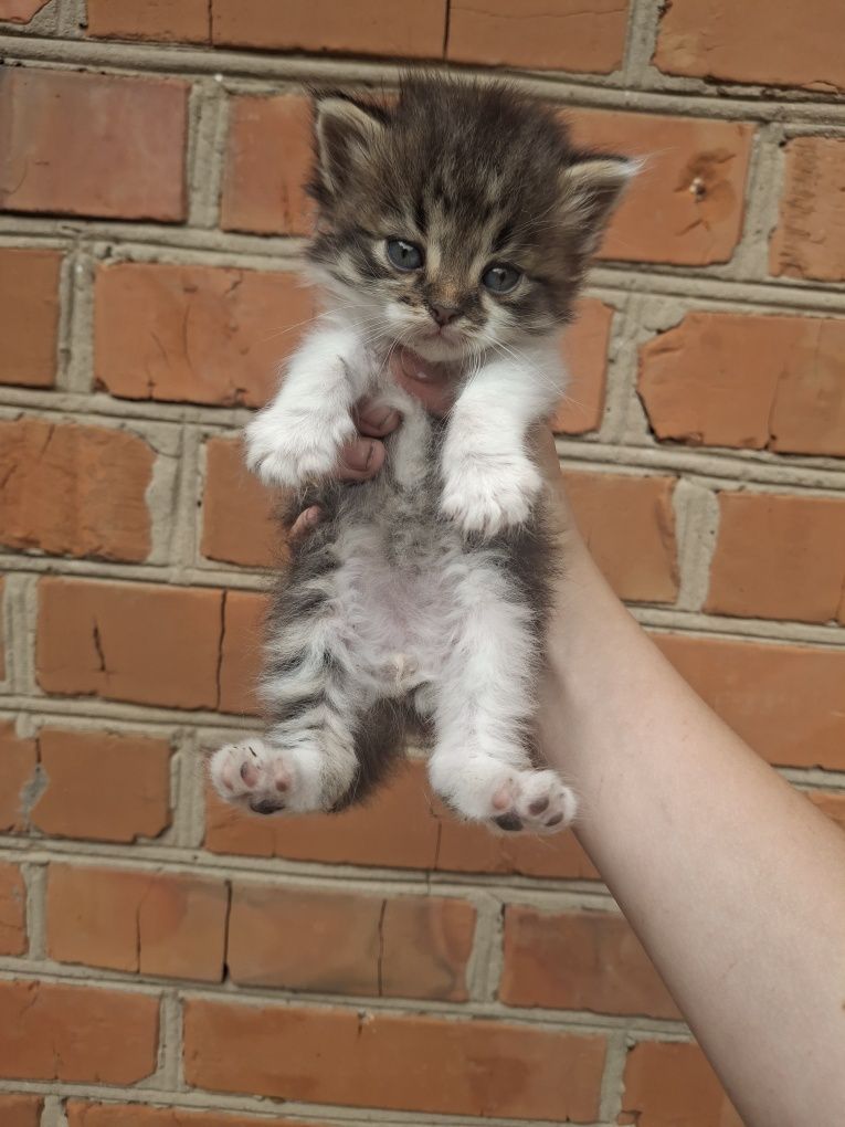 Кошенята шукають дім