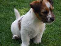 Jack Russell Terrier szorstki piesek MATRIX wire-haired MALE Jack