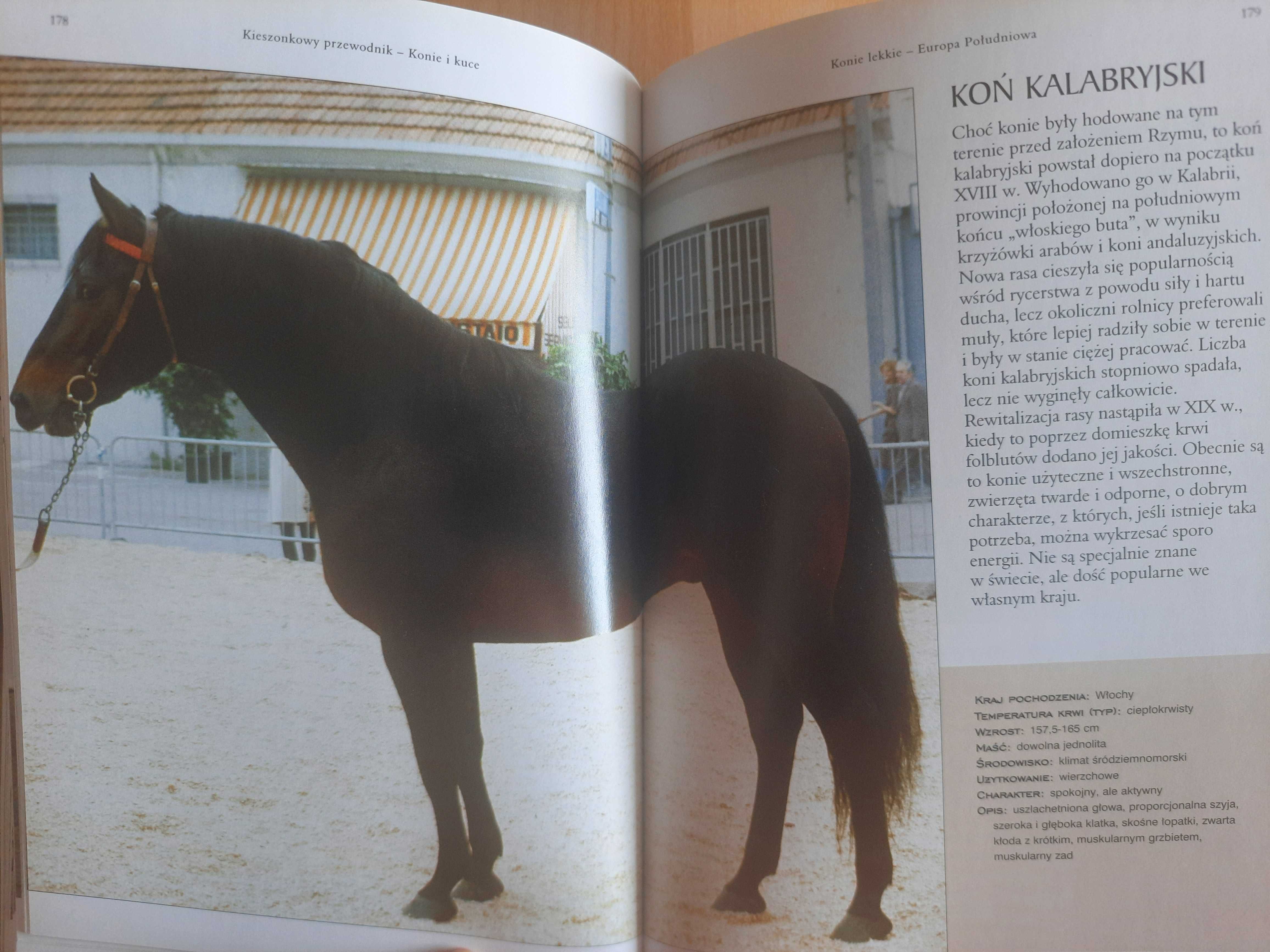 Książka "Konie i kuce - Kieszonkowy przewodnik" - Corinne Clark