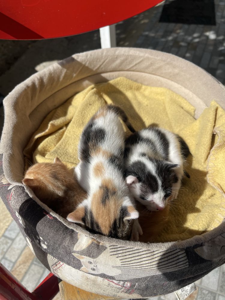 Gatos para adocao