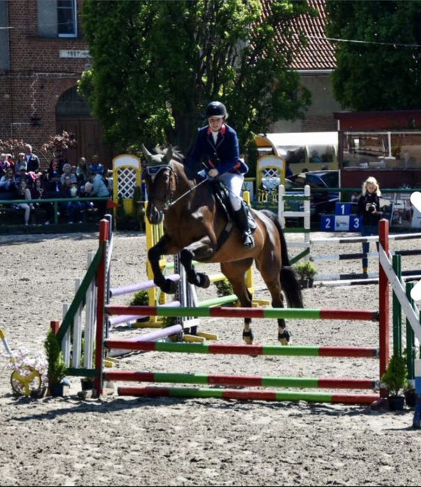 Sportowa klacz do hodowli, sprzedaż lub dzierżawa