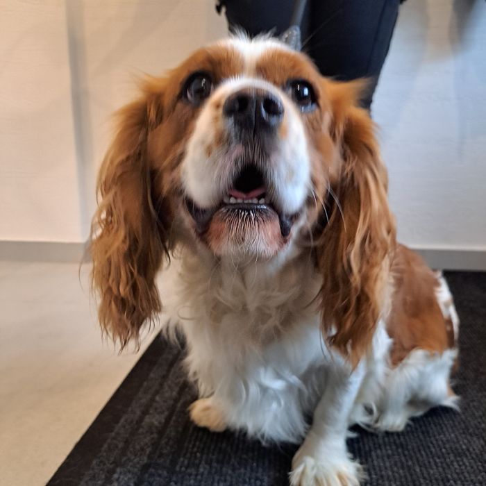 Cavalier King Charles Spaniel Pies