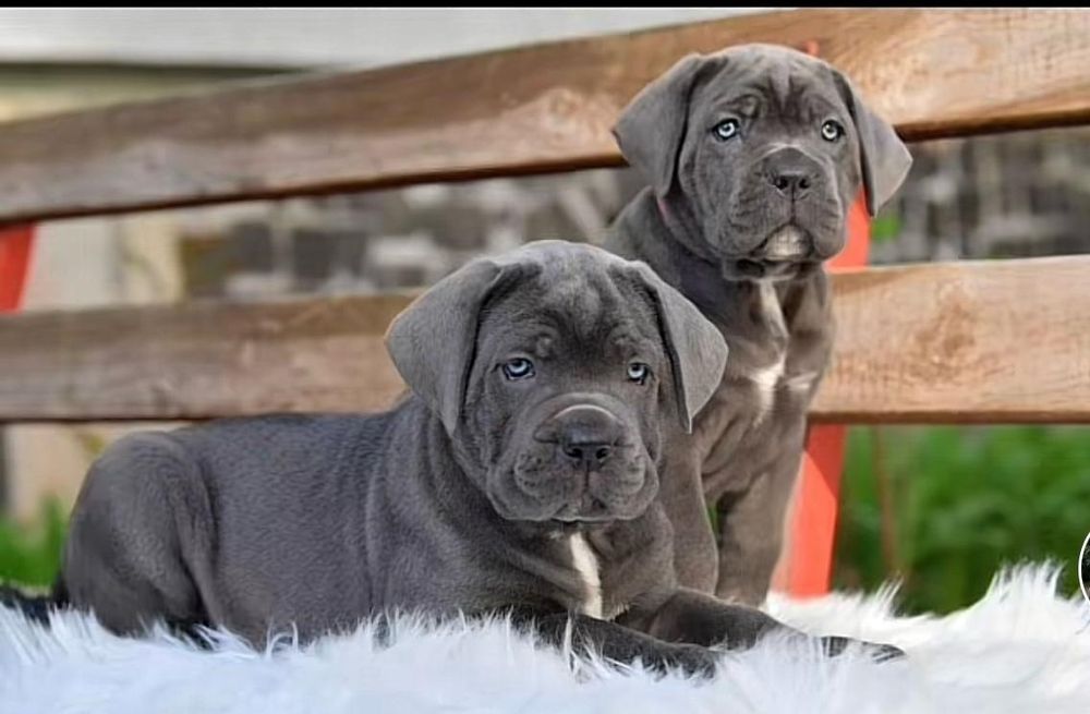 Cane Corso mocny pies