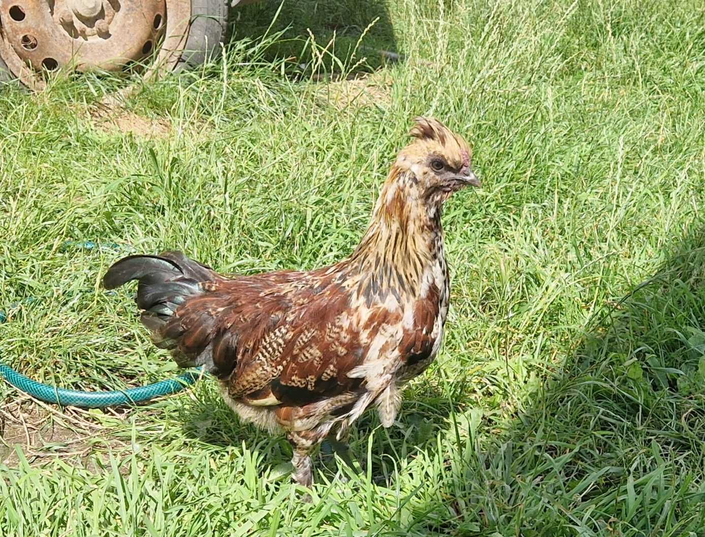 Młode koguty ozdobne. Krzyżówka Ayam Cemani z Silką.
