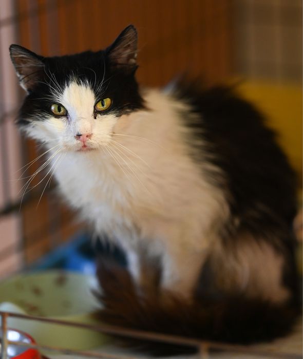 Poszukiwane domy tymczasowe jak i stałe!