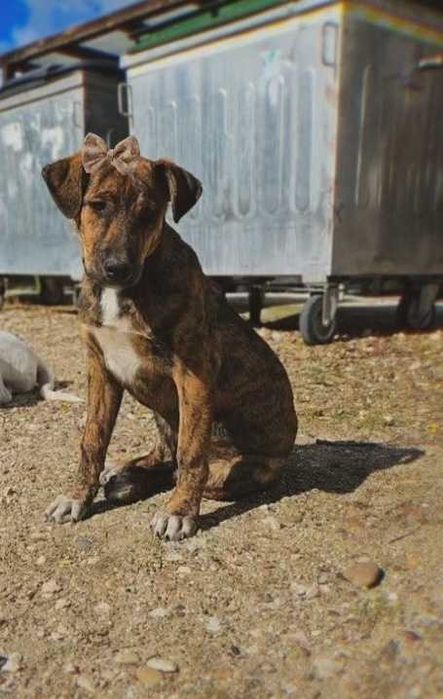Adoráveis cachorrinhos Bianko e Rozi procuram uma família