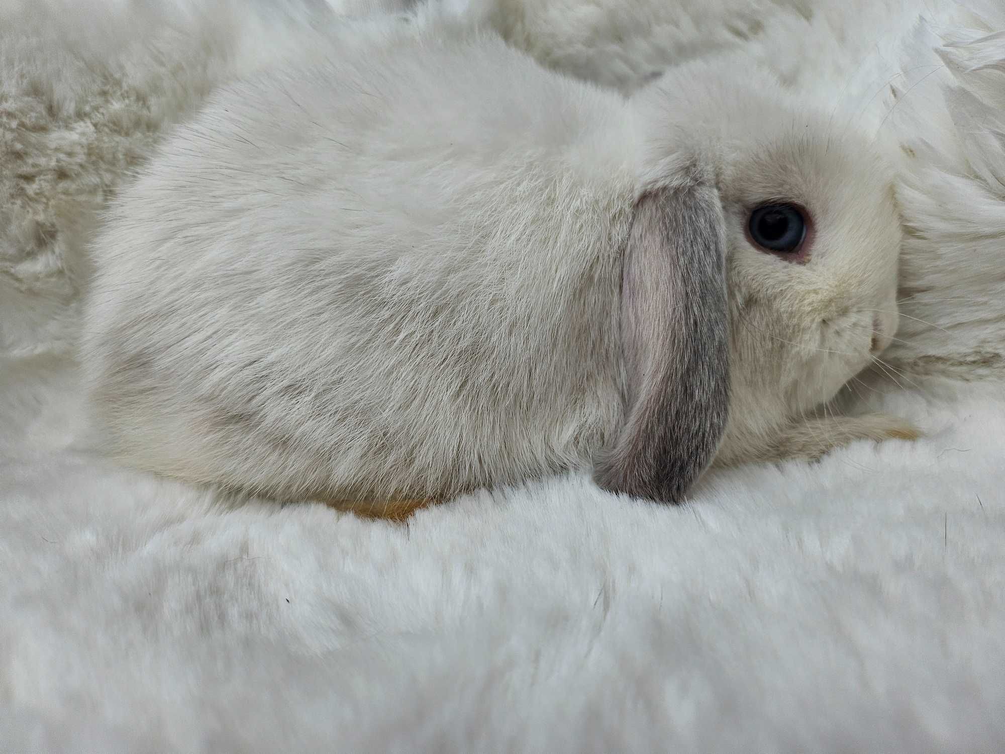 Mini Lop        LIKWIDACJA HODOWLI 2 za 1