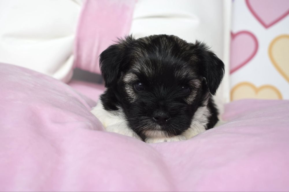 Biewer Terrier śliczna suczka york