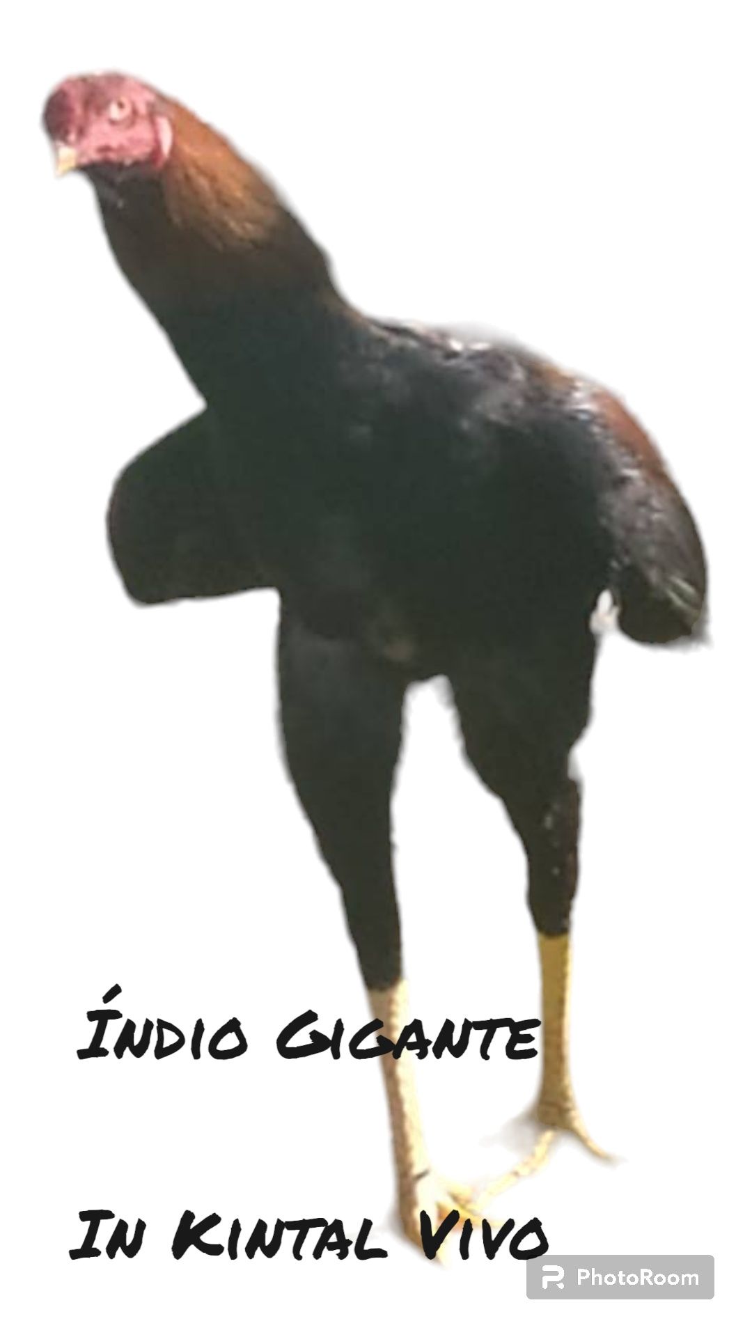 Ovos Índio Gigante