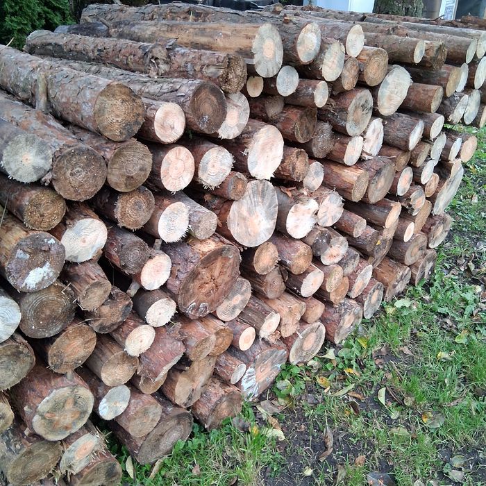 Drzewo Sosna opałowe