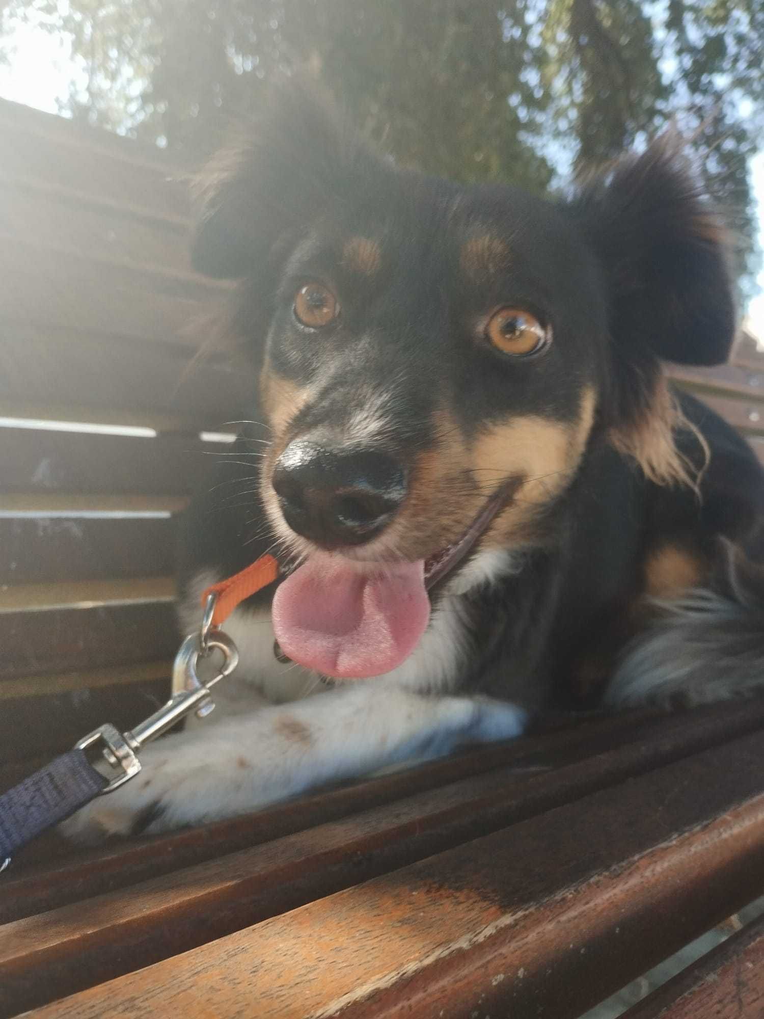 BROWNIE (Fêmea, 10Kg, 1 Ano) Para Adoção