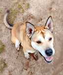 Sunia do adopcji