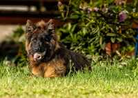 Owczarek niemiecki długowłosy - pies 9 miesięcy