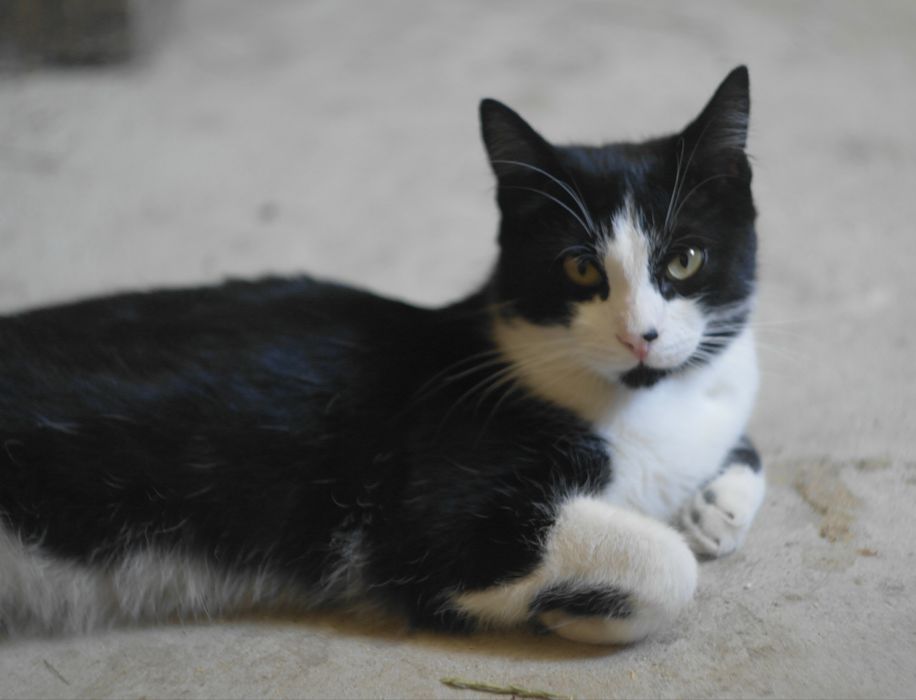 Кот котенок подросток черный белый черно белый