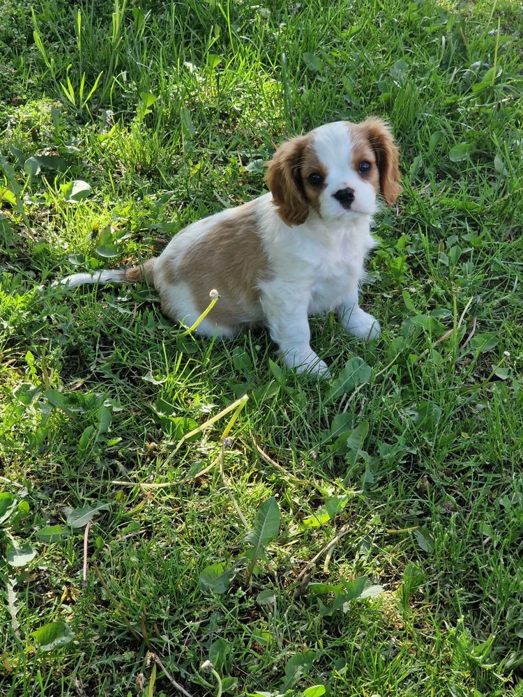 Cavalier King Charles Spaniel - urocza suczka