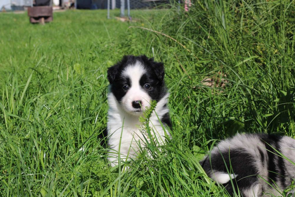 Border Collie suczka czarno biała
