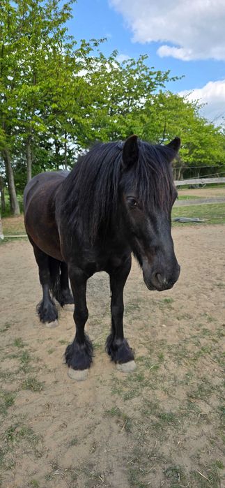 Kuc Fell Pony  7 lat