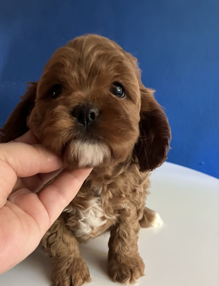 Cavapoo  suczka Sliczna