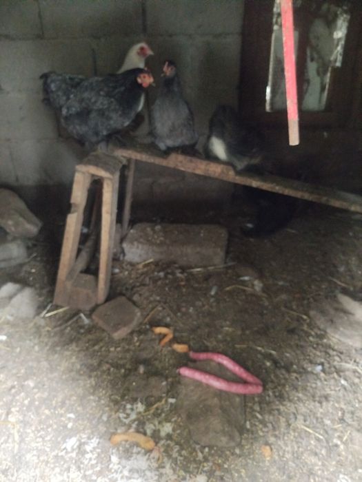 Galo super lindo
Macho muito bonito.
Super meigo e calmo.
Canta muito