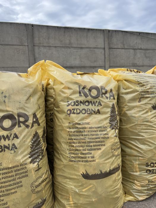 Kora Sosnowa Świeża