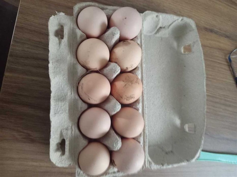 Jaja tradycyjne z chowu na wolnym wybiegu klasa wagowa L