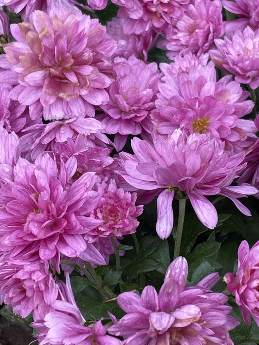 Chryzantemy zimujące w gruncie mix od 15 zł sadzonki