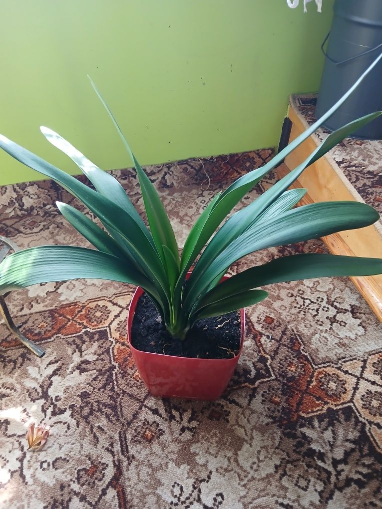 Clivia, kliwia pomarańczowa.
