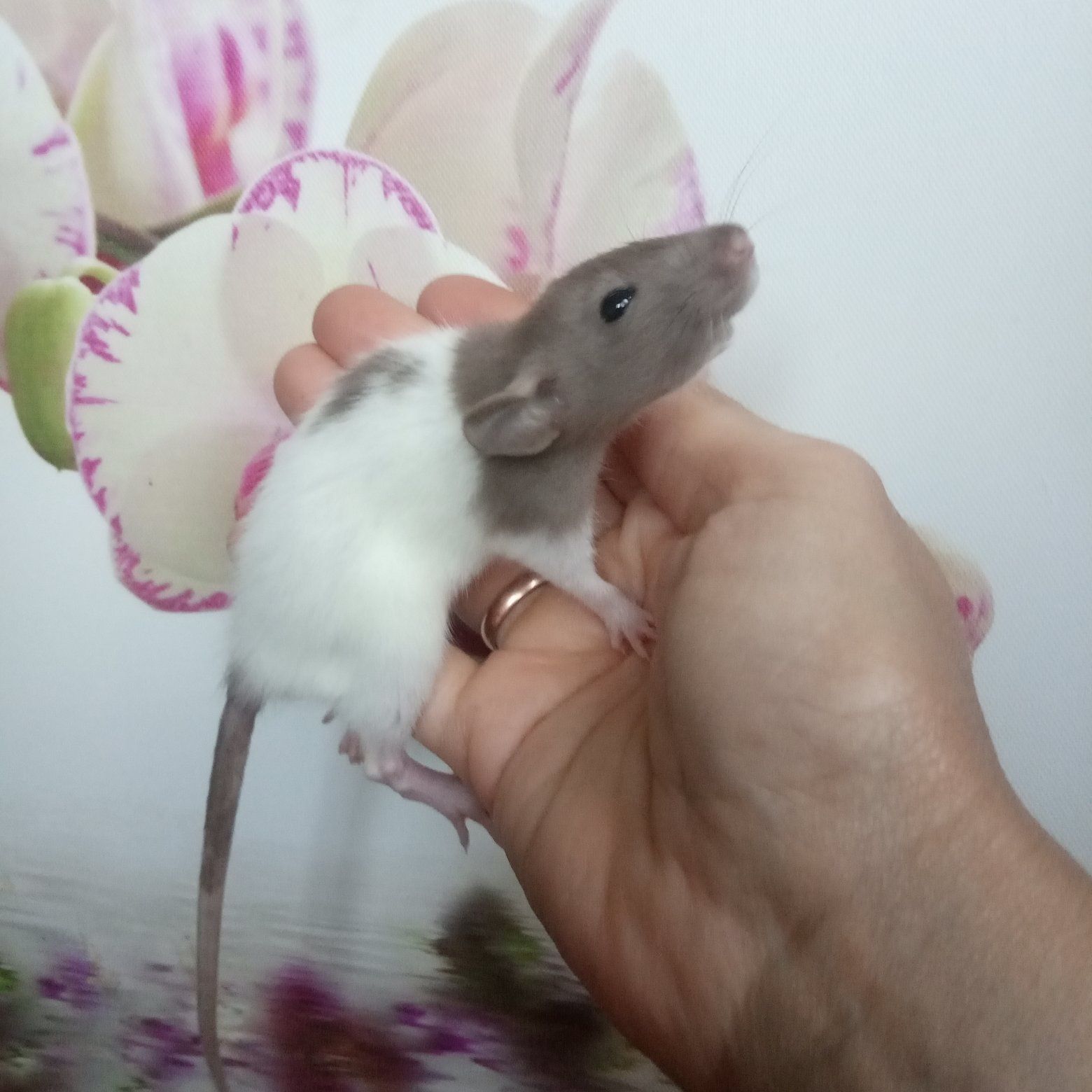 Дамбо Рекс крыска доставка крысят клетка шурики пацючок