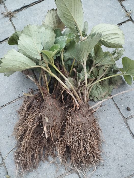 Sadzonki truskawek 0.70 groszy.Mozliwa wysyłka