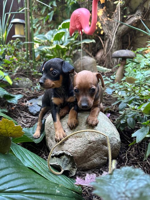 Pinczer miniaturowy do rezerwacji