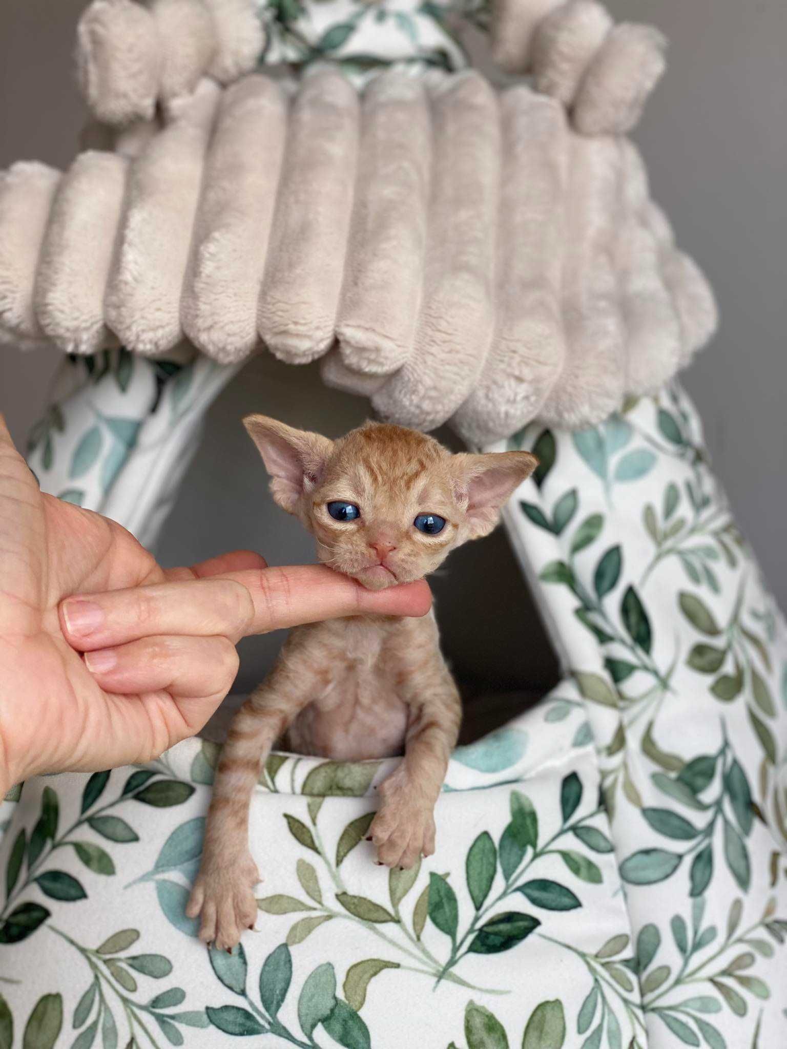 Baloo Calvados*PL,  Kochany chłopczyk Devon Rex