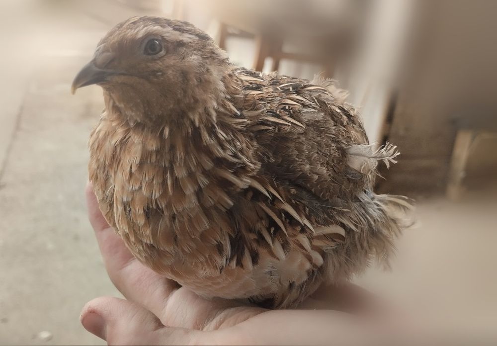 Інкубаційні яйця перепілки Фараон