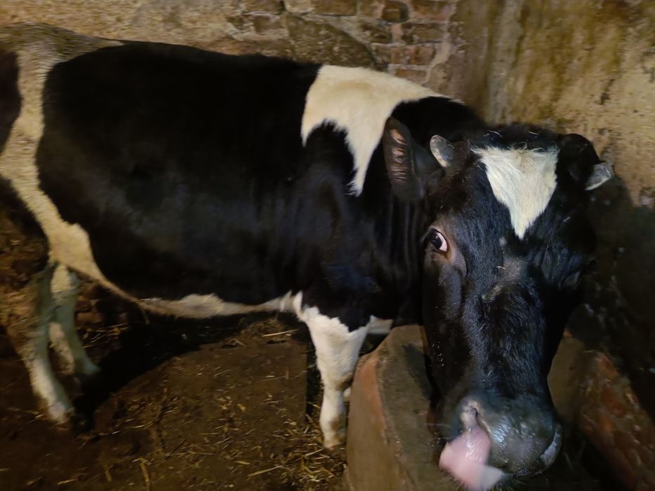 Продам яливку тільна, чорно ряба 2 роки, вага 400 кг