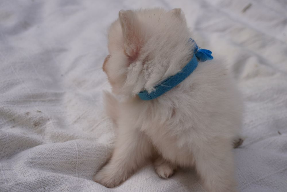 Spitz Anão mini macho