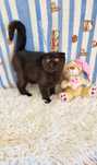 Scottish Fold Fêmea