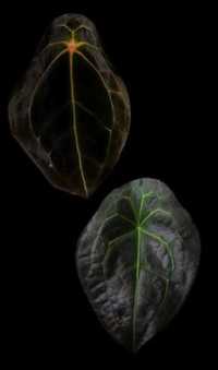 Vendo  Anthurium Papi xone x Red spider