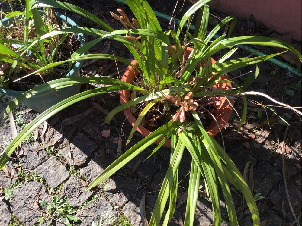 Orquídeas em vaso