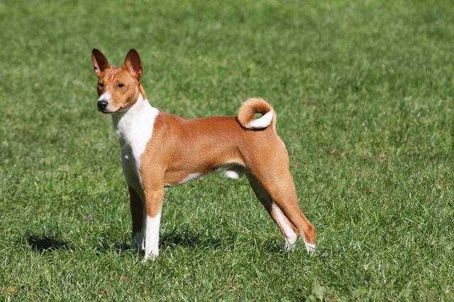 Basenji zapowiedź letniego miotu. Rudo białe i pręgowane po championie