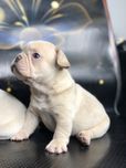 Дівчинка французький бульдог