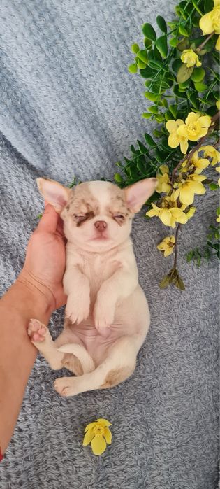 Excecional menino mini mini merle Chihuahua/Chiuaua. LinhagemRussa