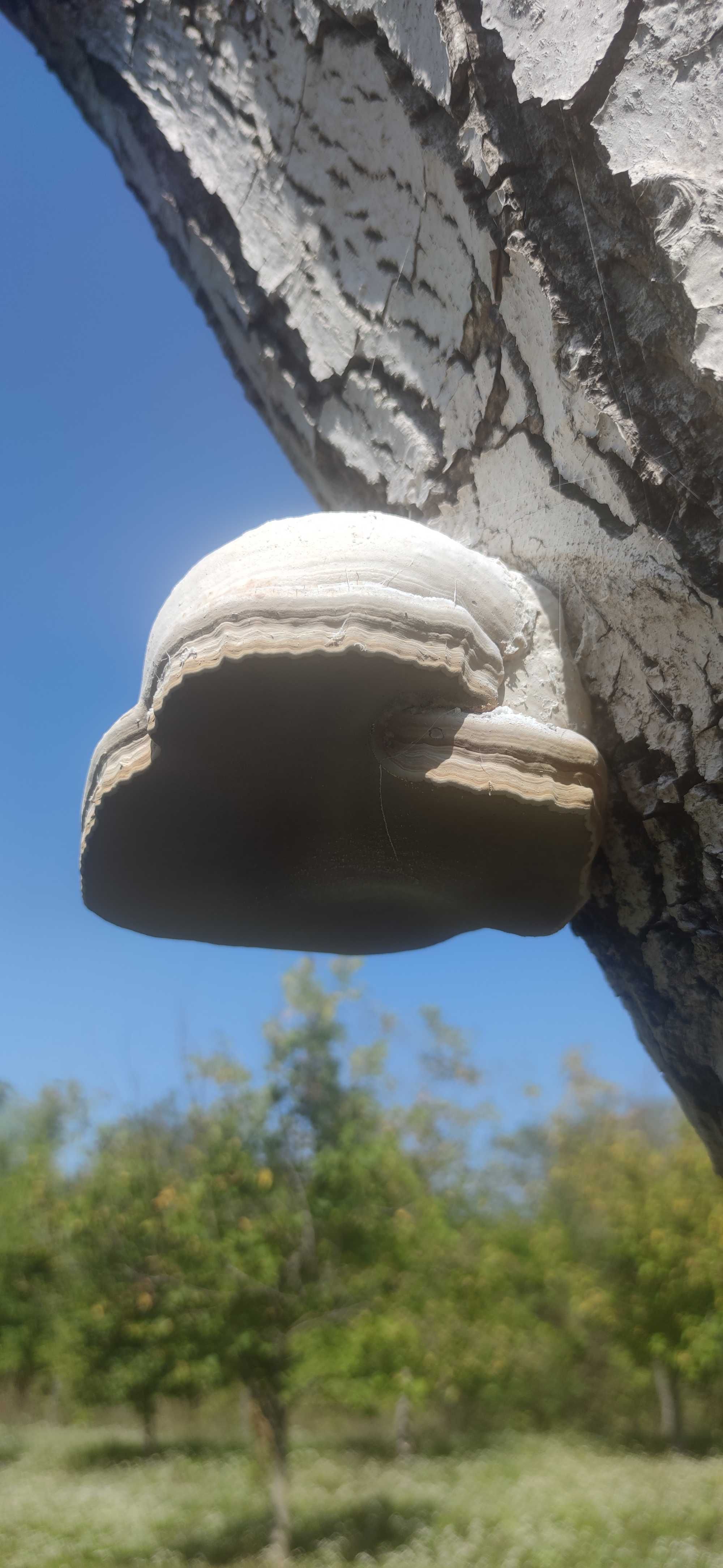 Трутовик гриб на грецькому горіхі