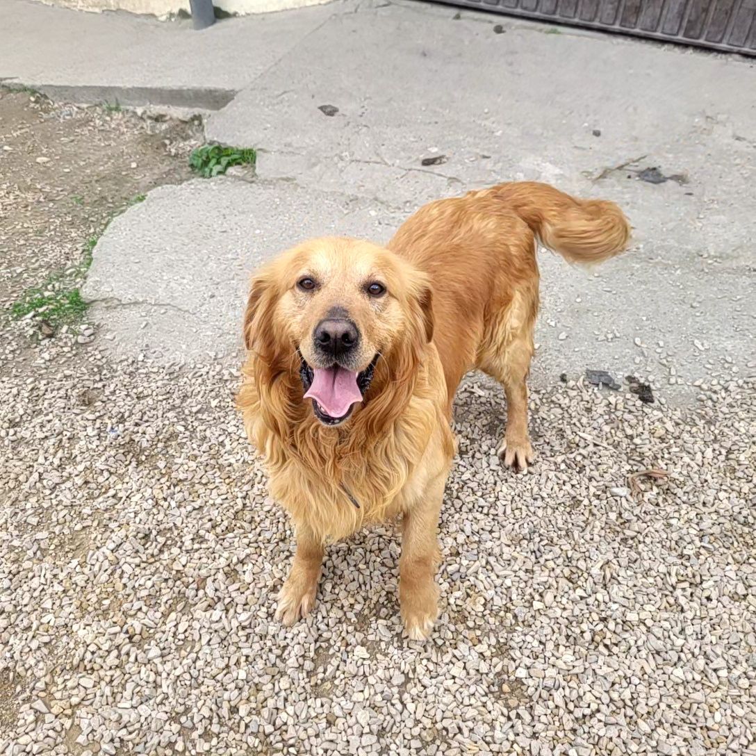 Golden retriever z rodowodem 5 letni
