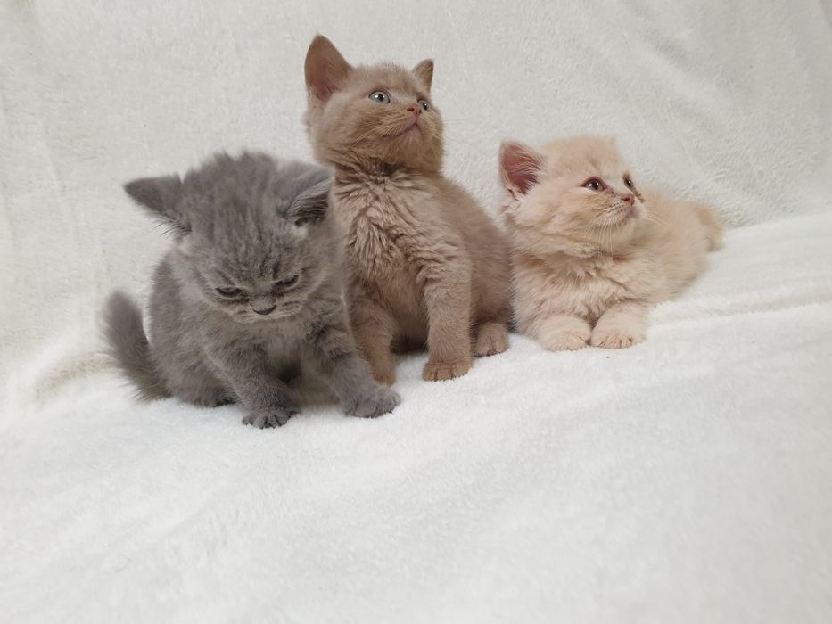 Kot brytyjski, kociak pieszczoch brytyjski niebieski