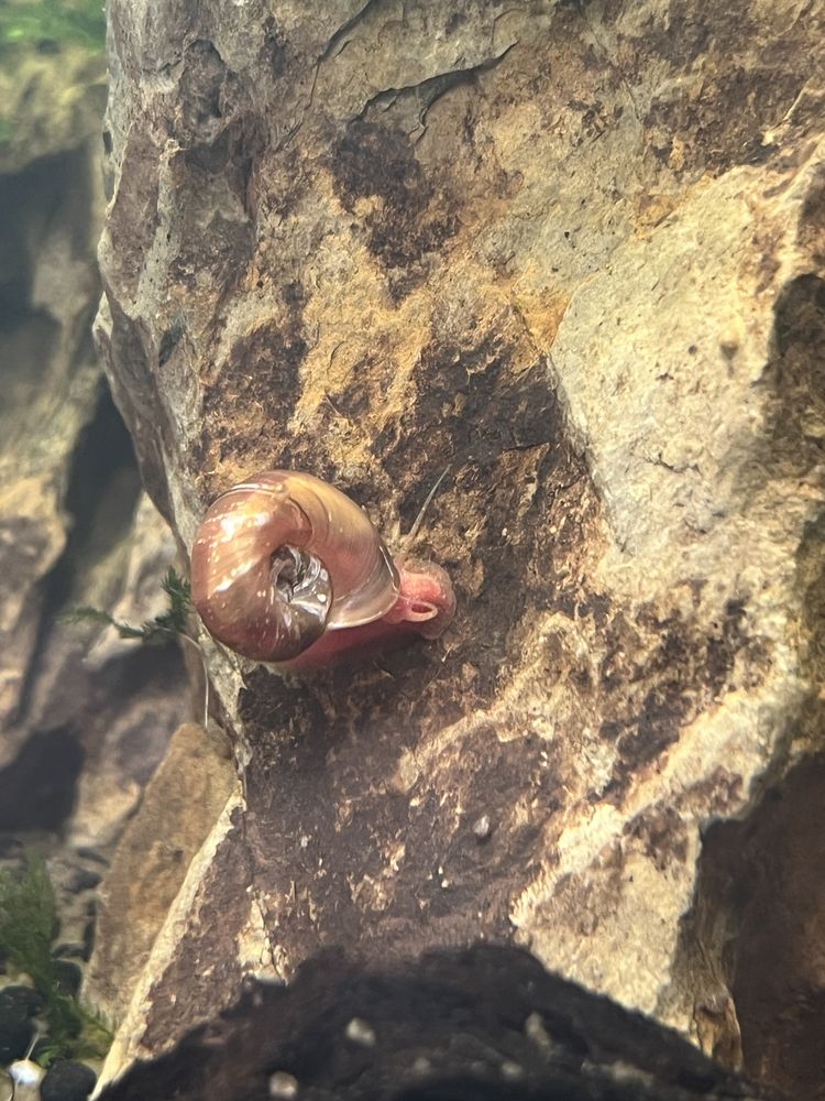 Caracóis de aquário