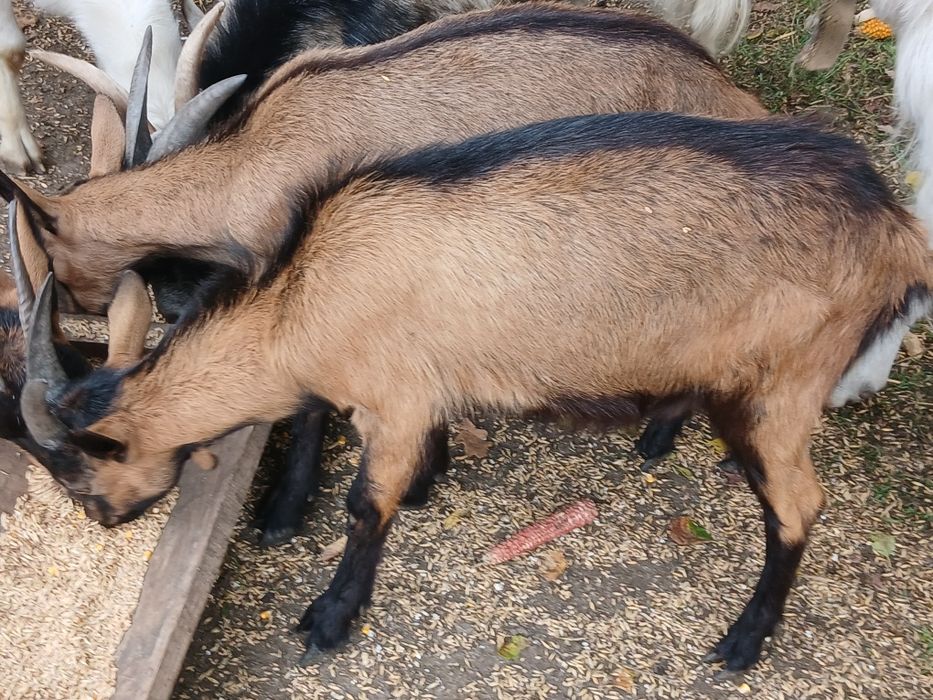 Альпийський козел