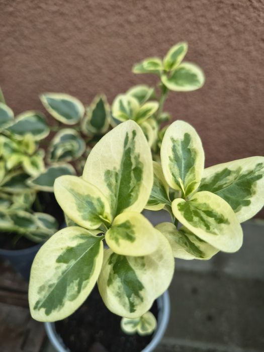 barwinek variegata